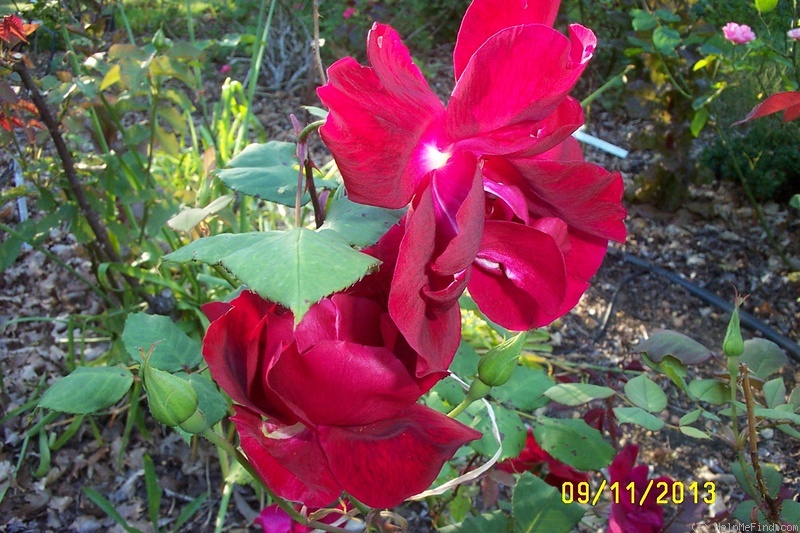 'Hawlmark Crimson' rose photo