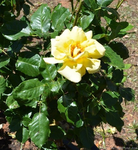 'Souvenir de Claudius Pernet' rose photo