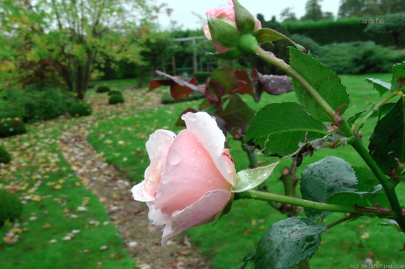 'Pretty Lady ™ (floribunda, Scrivens before 1991)' rose photo
