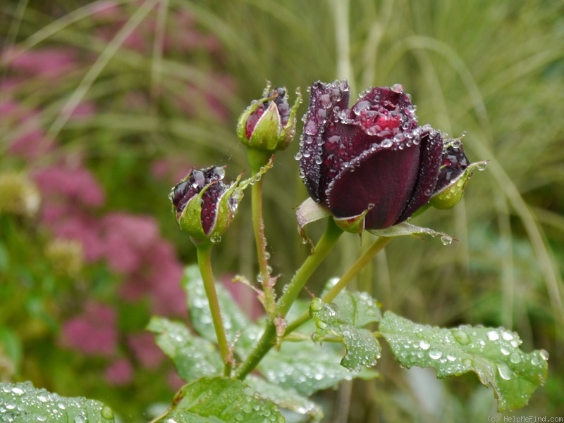 'Astrid Gräfin von Hardenberg' rose photo