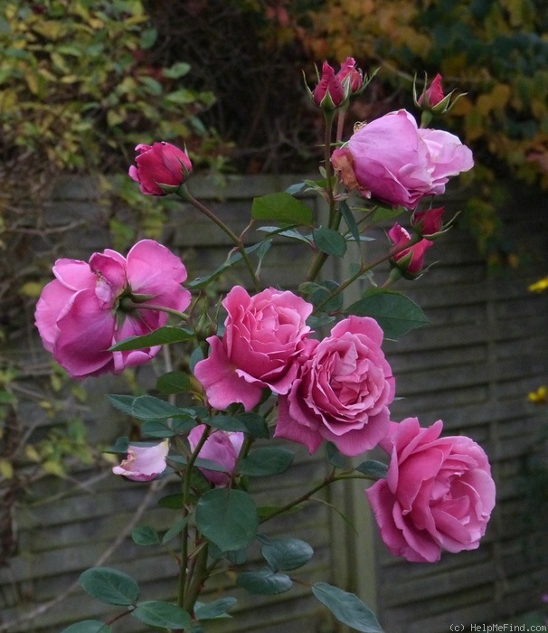 'Cläre Alexander' rose photo