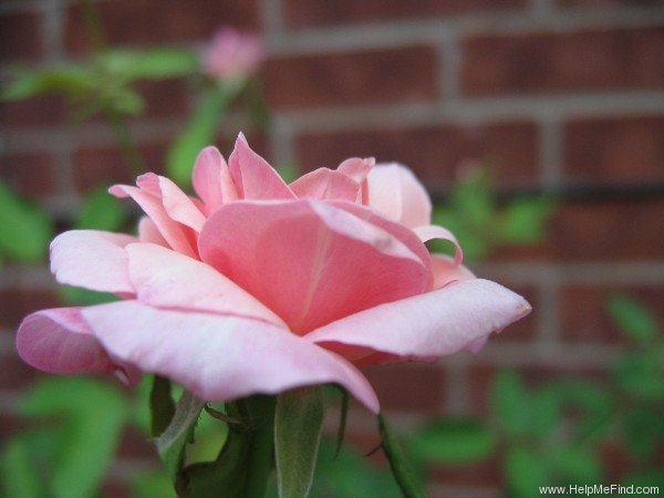 'G. Nabonnand (Tea, Nabonnand 1888)' rose, click to enlarge 'G. Nabonnand (Tea, Nabonnand 1888)' rose photo