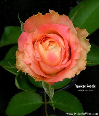 'Yankee Doodle ®' rose photo