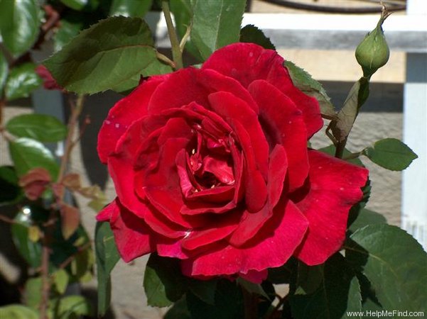 'Grimpant Crimson Glory' rose photo