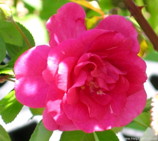 'China Doll' rose photo