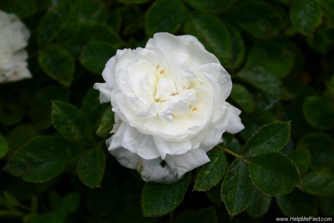 'Blanc de Vibert' rose photo