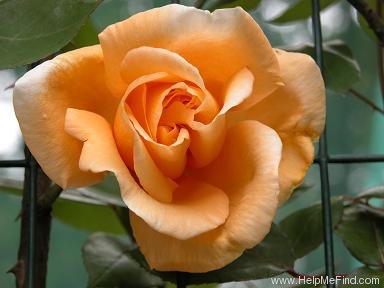 'Lady Hillingdon, Cl. (Tea Cl, Hicks, 1917)' rose, click to enlarge 'Lady Hillingdon, Cl. (Tea Cl, Hicks, 1917)' rose photo