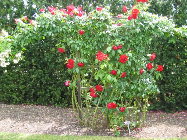 'Crimson Descant' rose photo