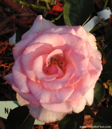 'Natali ® (floribunda, Tantau, 1981)' rose photo