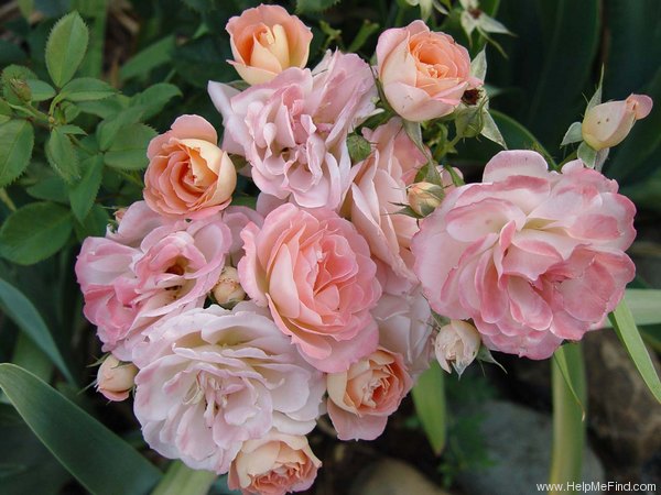 'Deb's Delight' rose photo