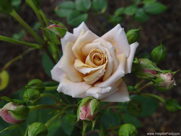 'Dusty Rose' rose photo