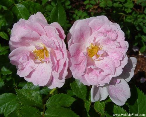 'Kir Royal' rose photo