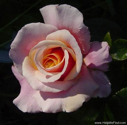 'Charming Rose' rose photo