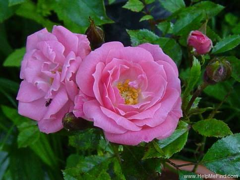 'Eleanor (miniature, Moore 1960)' rose photo