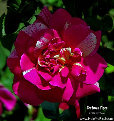 'Perfume Tiger' rose photo