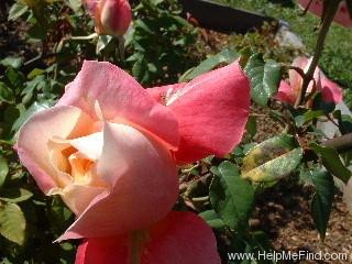 'Rosette Delizy' rose photo