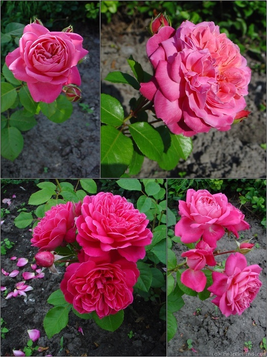 'Dan Poncet ®' rose photo