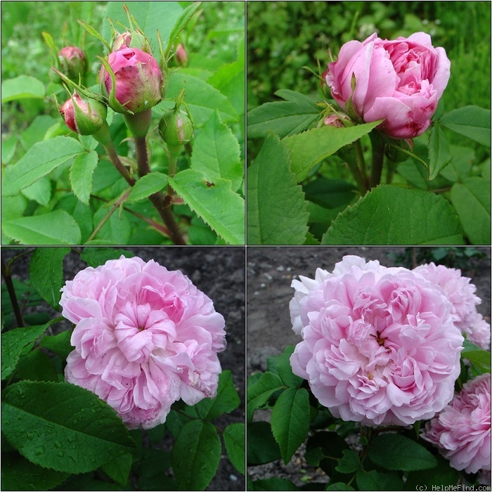 'Jacques Cartier' rose photo