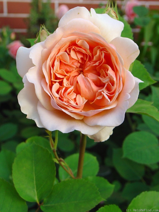 'Evelyn ™ (shrub, Austin, 1991)' rose photo