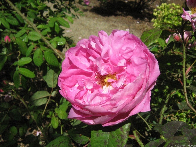 'Marie de Blois' rose photo