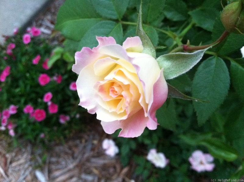 'Easter Basket' rose photo