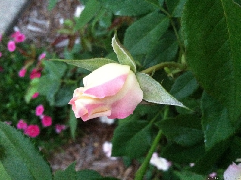 'Easter Basket' rose photo