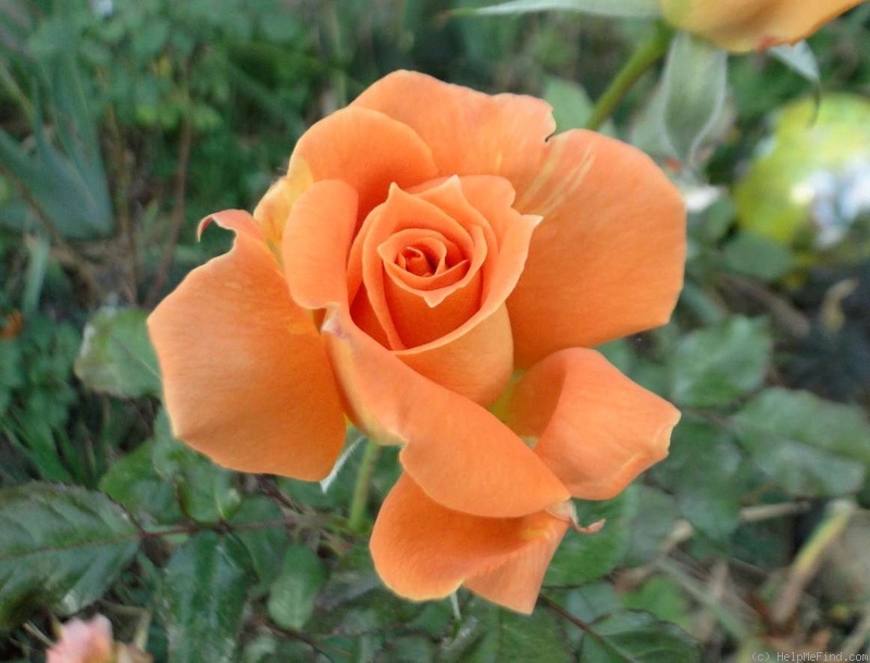 'Flora Danica' rose photo