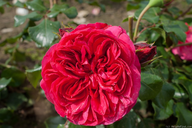 'Red Eden Rose' rose photo