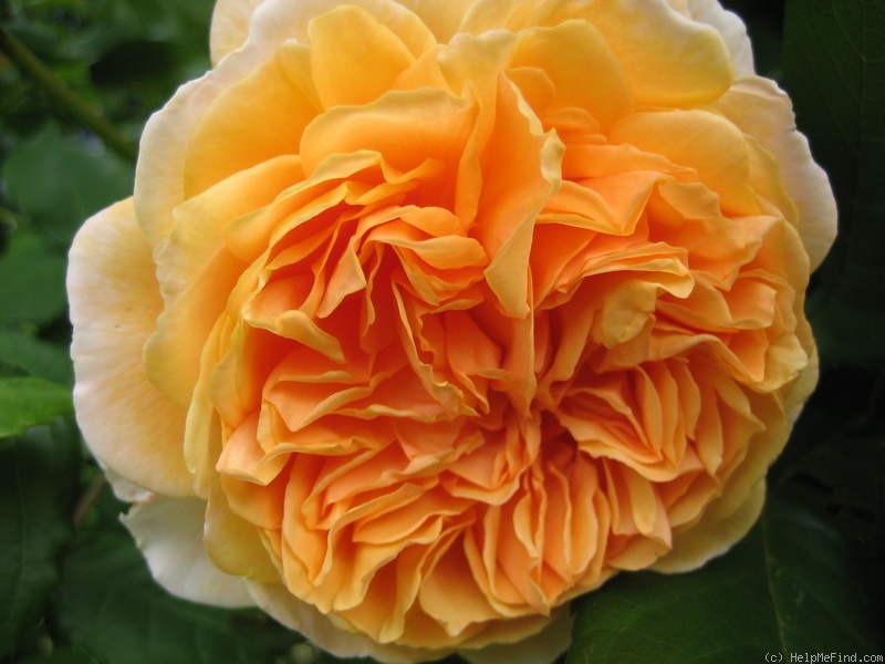 'Crown Princess Margareta ®' rose photo