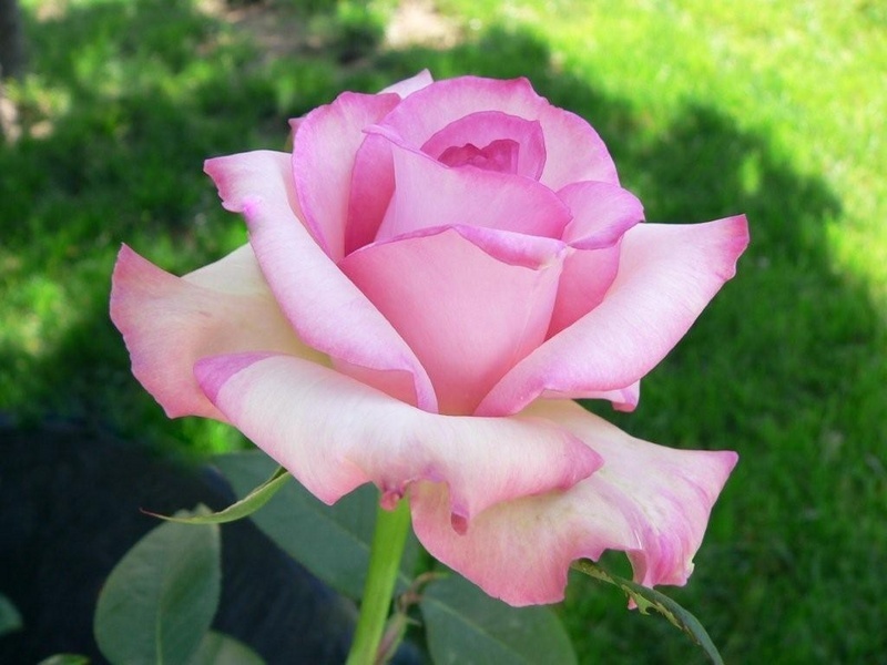 'Catherine Graham' rose photo