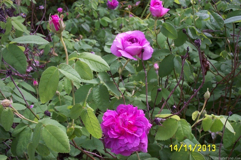 'Jenny Duval' rose photo