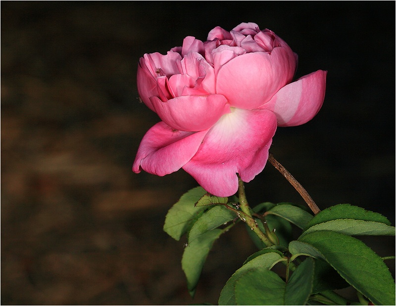 'AUSmary' rose photo