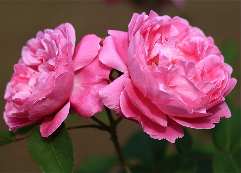 'AUSmary' rose photo