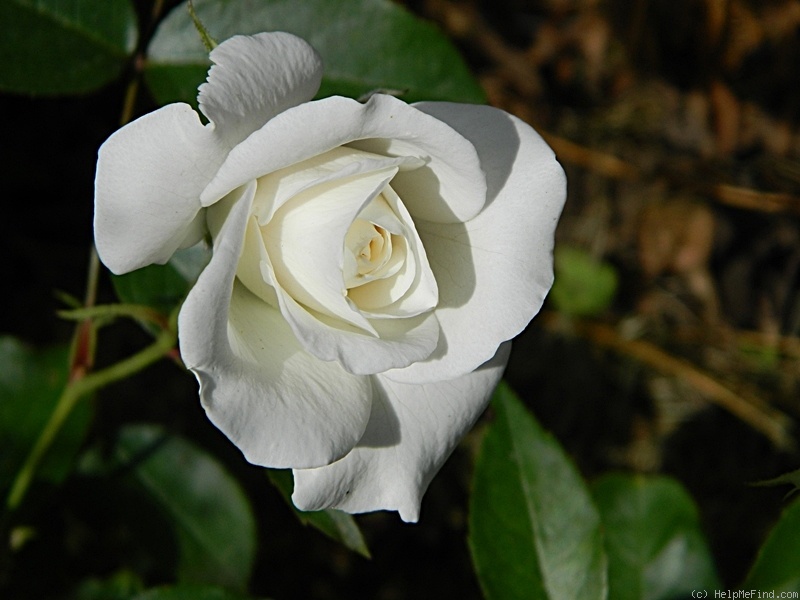 'Kristall' rose photo