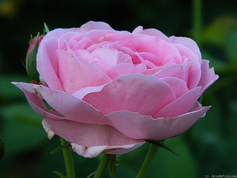 'Madame Louise Odier' rose photo