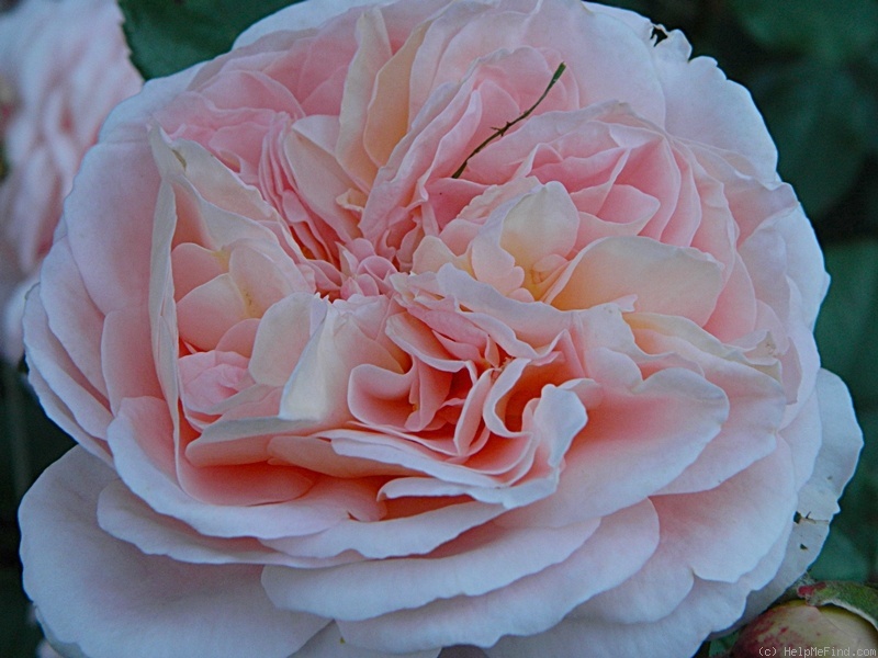 'Sangerhausen Jubilee' rose photo