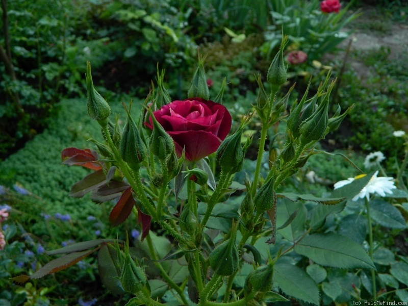 'Princesse Sibilla de Luxembourg ®' rose photo