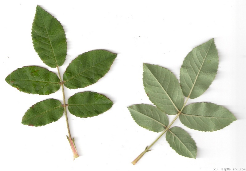 'Robert le Diable (centifolia, Unknown, pre 1849)' rose photo
