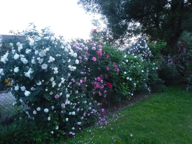 'Mirek - My Rose Garden'  photo