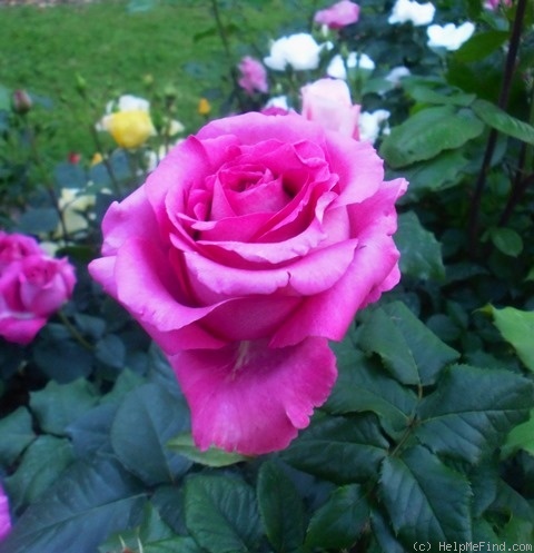 'Chartreuse de Parme' rose photo