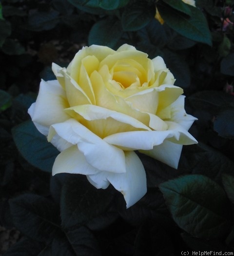 'Michelangelo ® (hybrid tea, Meilland before 1997)' rose, click to enlarge 'Michelangelo ® (hybrid tea, Meilland before 1997)' rose photo