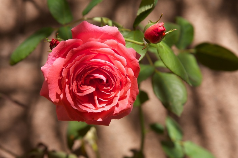 'Lynn's Las Vegas Garden'  photo