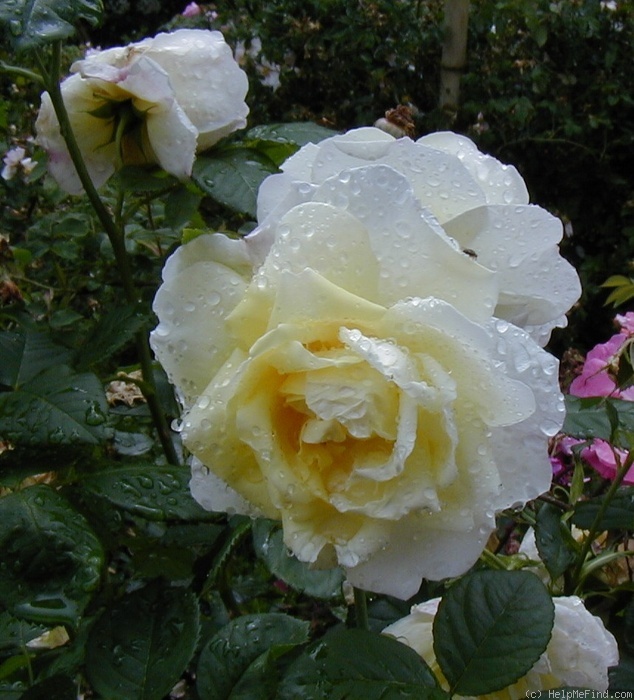 'Gruss an Oldenburg' rose, click to enlarge 'Gruss an Oldenburg' rose photo