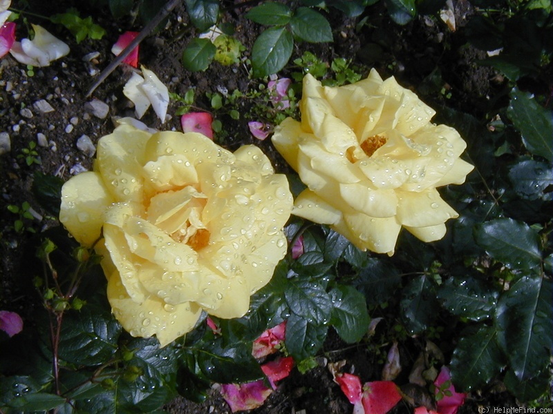 'Freddy Mercury' rose photo