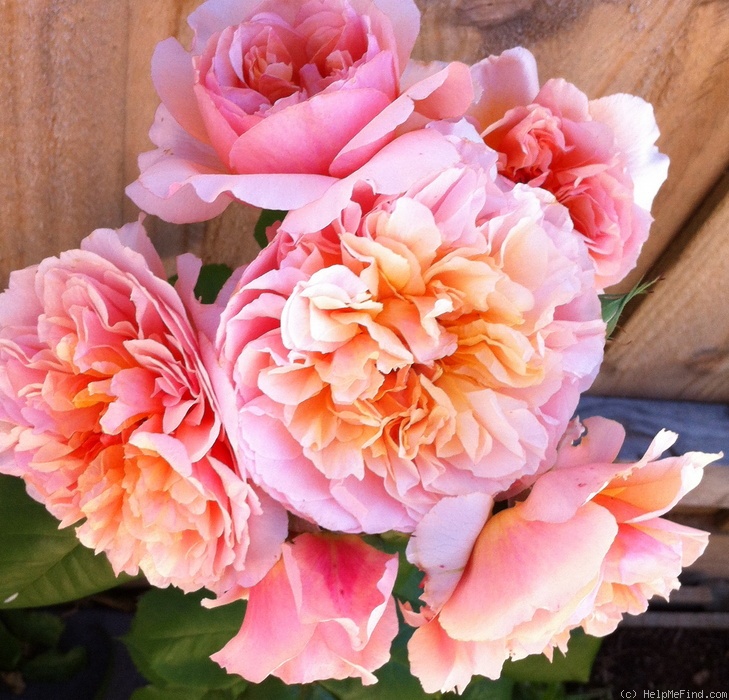 'Versigny ®' rose photo