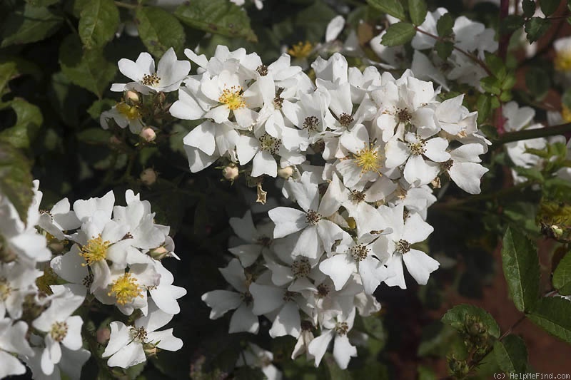 'Angel Wings (hyb. multiflora, Voorwinde 2010)' rose photo