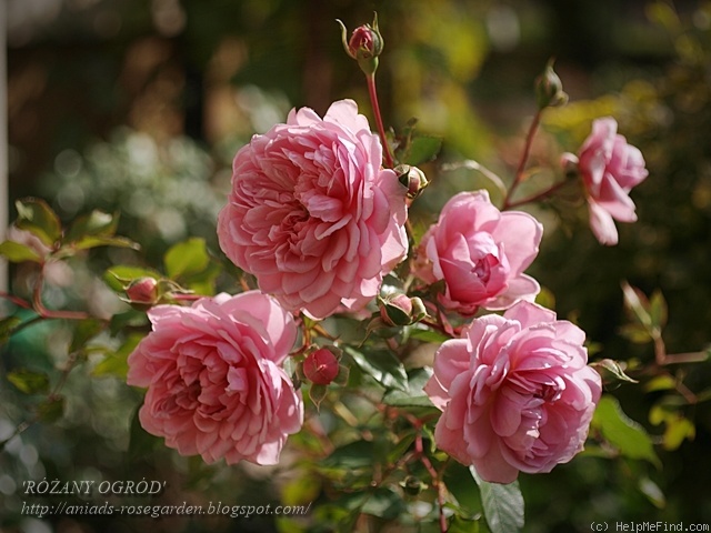 'Anne Boleyn' rose photo