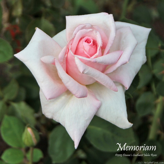 'Memoriam' rose photo