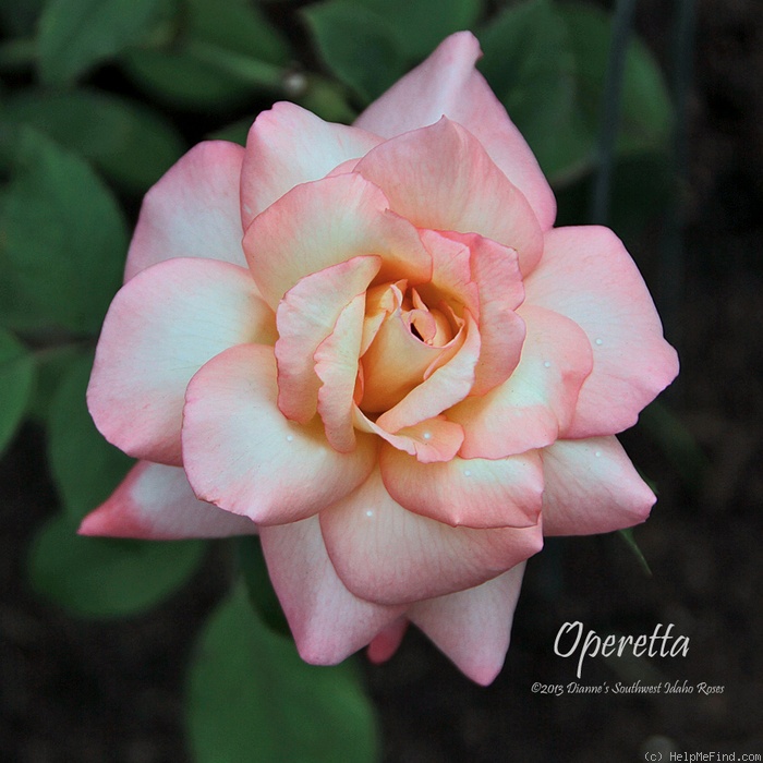 'Operetta (Hybrid Tea, Bailey, 1980)' rose photo