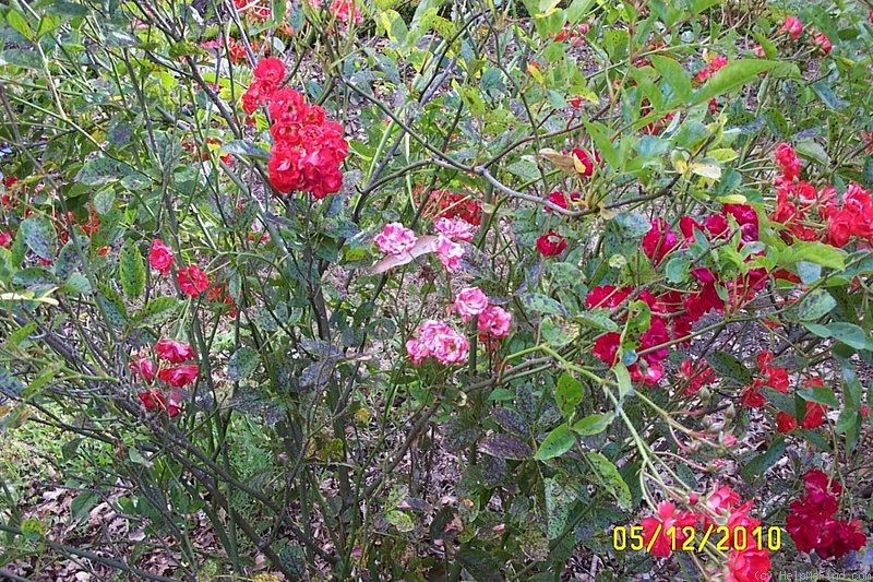 'Golden Salmon' rose photo